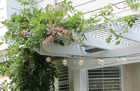 pergola painted white with shrubbery and lighting
