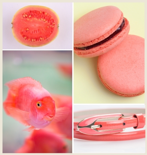 A collage of coral pink elements: pink guava, pink macaroon, pink fish and pink belt.