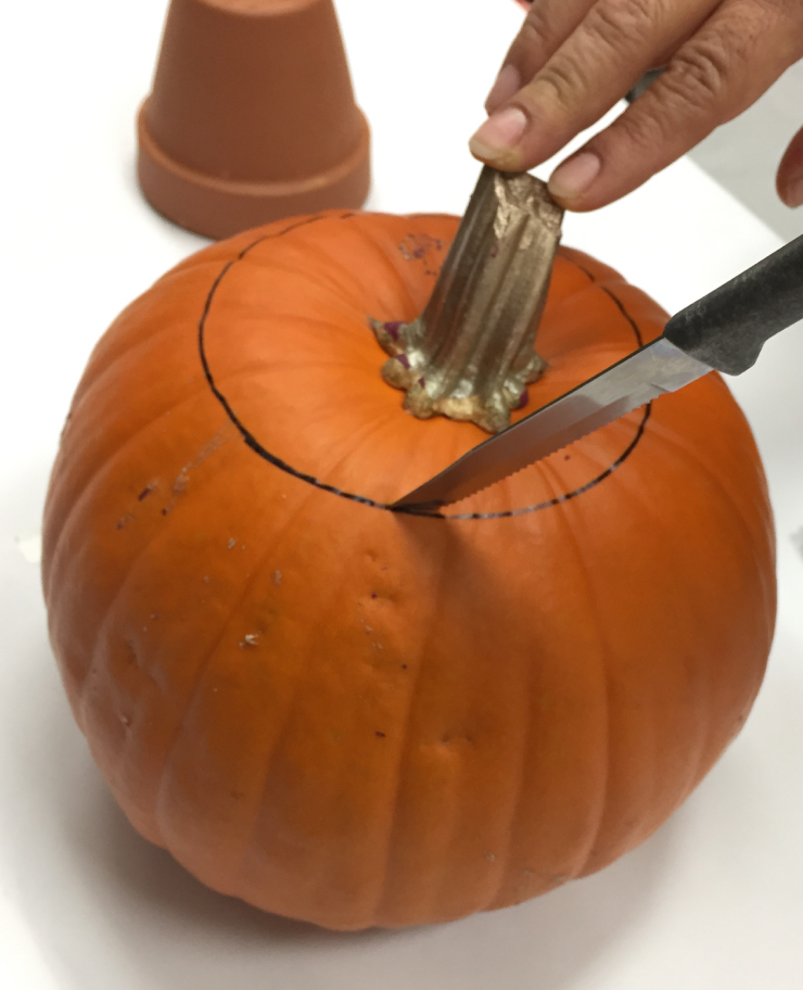 A person cutting the pumpkin using the traced mark as a guide. 