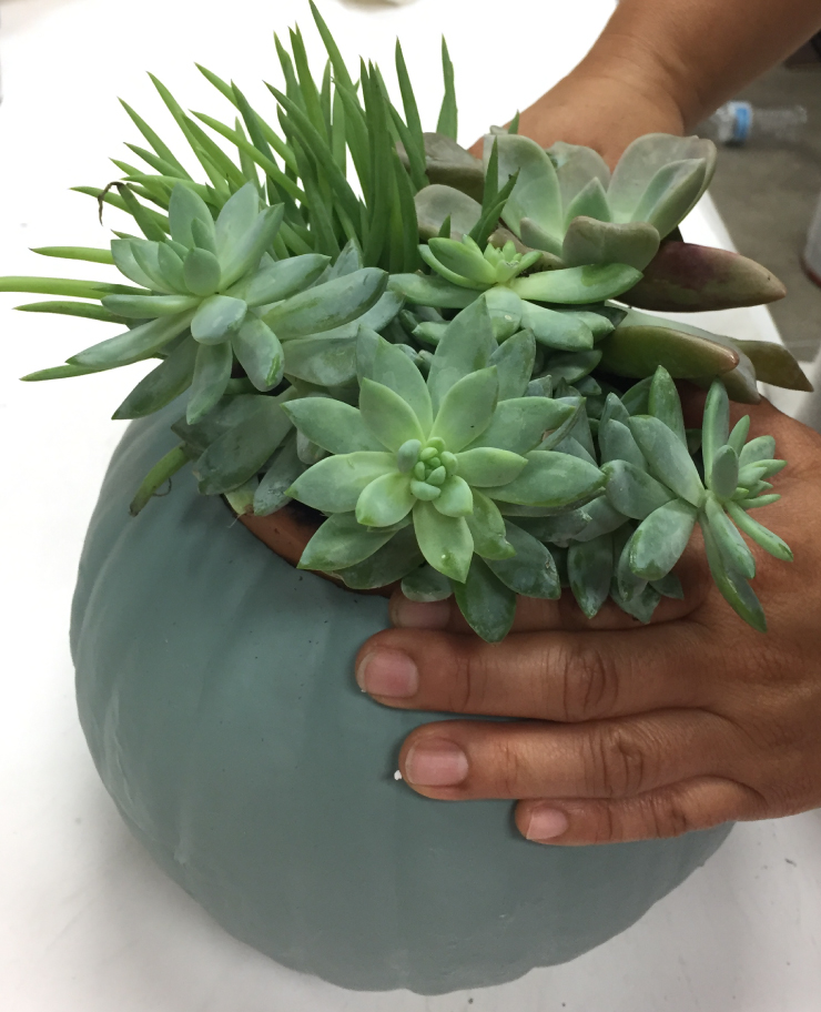 Adding potted clay pot with succulents into the carved pumpkin.