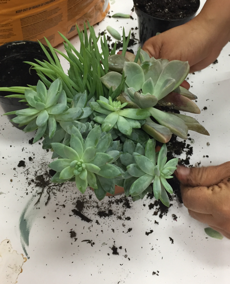 Adding succulent plants to clay pot.