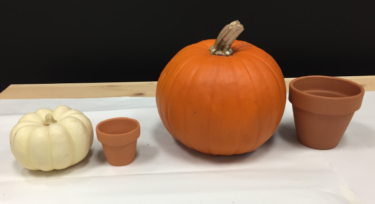 Materials needed to make pumpkin succulent plants: two different sized pumpkins and two clay pots that fit the size of each pumpkin.