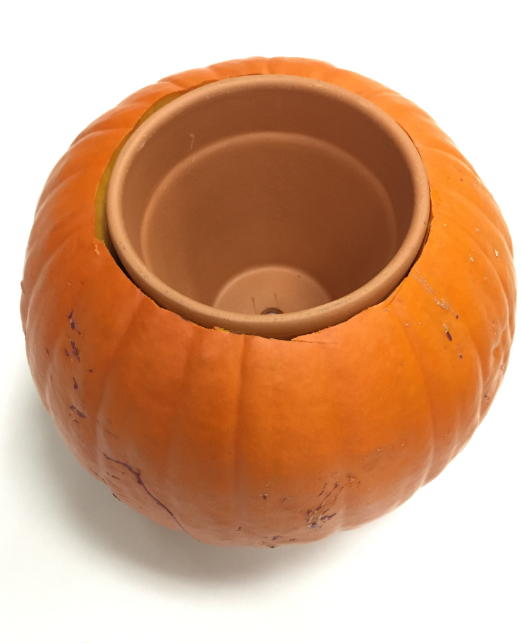 The pumpkin with the clay pot sitting in the pumpkin showing the top edge of the pot aligned to the pumpkins top edge.