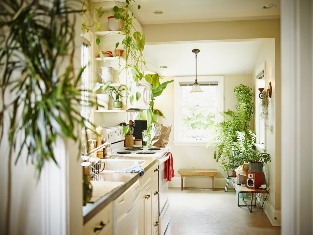 This is a narrow kitchen with plants. Open shelving with plants and a plant being shown in the foreground. 