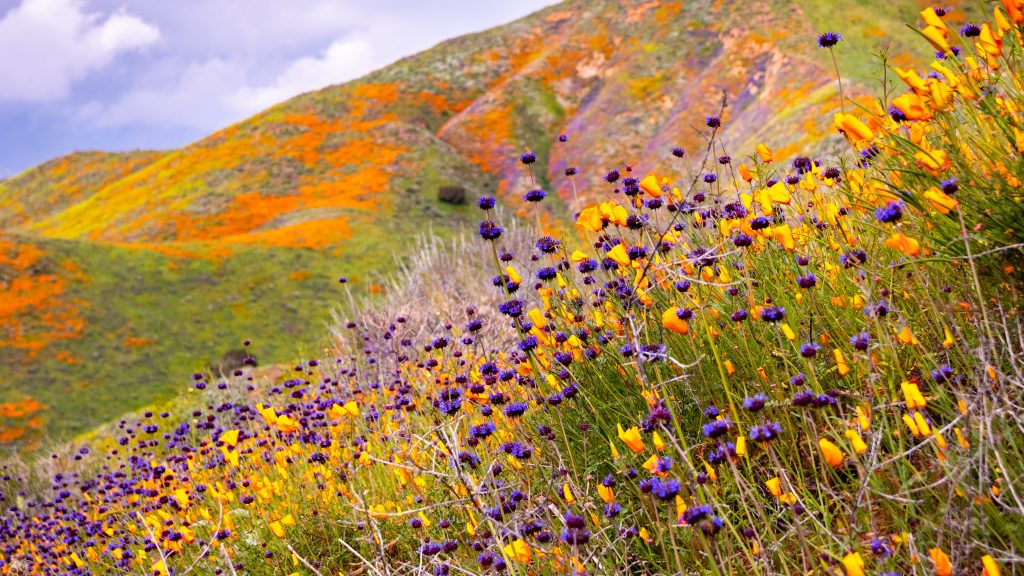 A hillside showing vibrant colored flowers in Oranges, Purples, and Yellow hues.