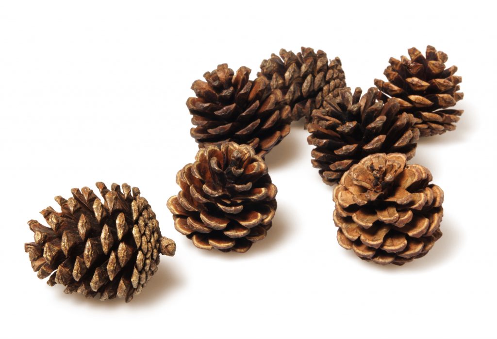 Pine cones isolated on white - focus on the front one
